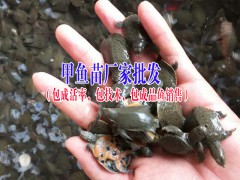 四川省眉山市豐收水產(chǎn)魚苗特點與價格(附價格表)圖2