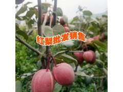 楚雄水果供應(yīng)商#云南紅梨種植基地批發(fā)廠家價(jià)格圖2