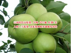 西南地區(qū)白蜜梨供應(yīng)商/早白蜜梨水果特產(chǎn)/早白蜜梨市場圖2