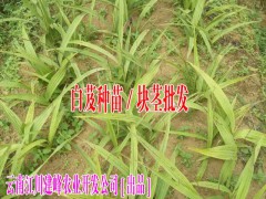 云南玉溪哪里有白芨種苗賣#白芨小苗多少錢一斤圖2