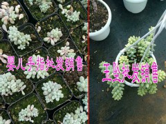 云南姐妹園藝多肉植物基地|昆明多肉植物批發(fā)圖2