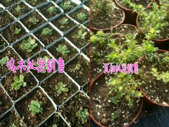 云南姐妹園藝多肉植物基地|昆明多肉植物批發(fā)圖3