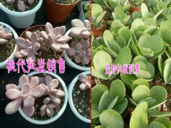 云南多肉植物哪里多|云南多肉植物多少錢?圖2