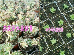 云南多肉植物批發(fā)市場|云南多肉植物價(jià)格表|圖1