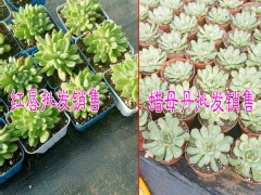 云南多肉植物批發(fā)市場|云南多肉植物價(jià)格表|圖3