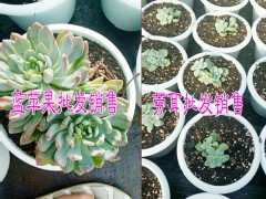 醉美人多肉植物哪里有賣#醉美人肉肉植物是多少錢？圖2