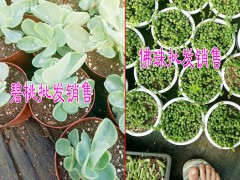 密桃仙子/佛珠肉肉植物哪里有批發(fā)$種植戶聯(lián)系方式#圖3