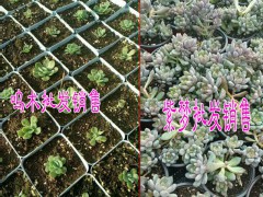 昆明多肉植物培育公司#肉肉植物自產(chǎn)自銷(xiāo),品種齊全,圖3