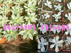 昆明多肉植物哪里報價低Z&多肉批發(fā)哪里便宜圖2