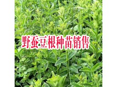 紅河彌勒市鑫鑫藥材野蠶豆根種苗/成品/種植技術(shù)圖2