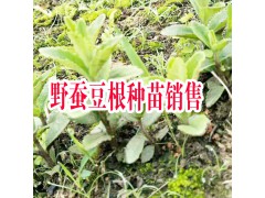 紅河彌勒市鑫鑫藥材野蠶豆根種苗/成品/種植技術(shù)圖3