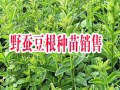 野蠶豆根小苗哪里賣