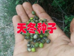 產(chǎn)地大天冬哪里的好#品牌大天冬種植戶圖2