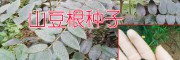 山豆根（又叫胡豆蓮）|種子信息