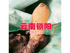 |云南的鎖陽質(zhì)量好嗎|鎖陽產(chǎn)地|內(nèi)蒙古鎖陽圖2