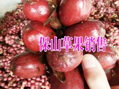 保山草果批發(fā)種植戶#哪里有保山草果種植#圖2