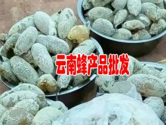 云南土蜂蜜|云南蜂蜜報價廠家|云南普洱的蜂蜜圖2