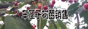 車?yán)遄用缗l(fā)價(jià)格(早大果，美早，黑珍珠，紅燈品種)