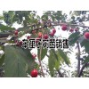 車(chē)?yán)遄铀N植技術(shù)資料和注意事項(xiàng)