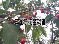 車?yán)遄铀N植技術(shù)資料和注意事項(xiàng)圖2