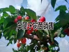 車?yán)遄铀N植技術(shù)資料和注意事項(xiàng)圖3