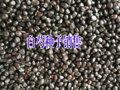 白芍種子多少錢？圖2