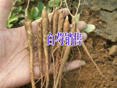 四川巴中哪里有白芍種植/產(chǎn)地白芍種植信息圖3