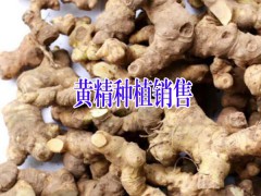 黃精種子#四川產(chǎn)地黃精種植基價格圖1