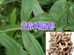 黃精種子#四川產(chǎn)地黃精種植基價格圖2