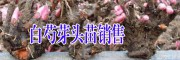 白芍/種子種苗哪里銷(xiāo)售公司