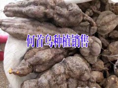 云南何首烏哪里多?四川何首烏種植戶批發(fā)價(jià)圖2