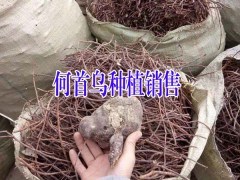 何首烏種植戶#云南何首烏多少錢?何首烏批發(fā)市場價圖3