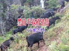 |黑山羊肉多少錢一斤|會澤黑山羊|會澤黑山羊介紹圖2