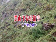 會(huì)澤縣黑山羊那家好|云南黑山羊肉批發(fā)廠家信息圖2