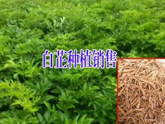 南江縣白芷多少錢(qián)一斤#白芷種子南江縣多不多圖2