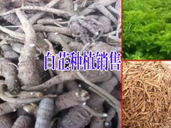 南江縣白芷多少錢(qián)一斤#白芷種子南江縣多不多圖3