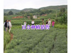 適合云南種植的百合種子*云南百合種植網(wǎng)&云龍百合價(jià)格圖3