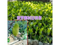 菠蘿蜜苗|海南葉成秀菠蘿蜜樹(shù)苗供應(yīng)商圖2