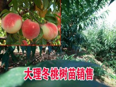 |適合云南種植冬桃小苗|冬桃苗公司|圖3