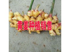 黃姜種植批發(fā).價(jià)格.采購(gòu).圖片_黃姜B2B網(wǎng)站信息圖1