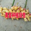 黃姜種植批發(fā).價格.采購.圖片_黃姜B2B網(wǎng)站信息