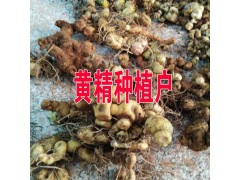 云南黃精多少錢(qián)?紅河屏邊哪黃精種植銷(xiāo)售圖2