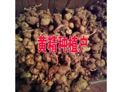 云南黃精多少錢(qián)?紅河屏邊哪黃精種植銷(xiāo)售圖3