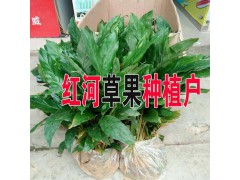 產(chǎn)地草果信息#云南草果種植基地#云南草果哪里多圖2