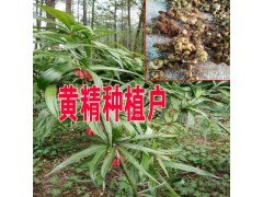 產(chǎn)地草果信息#云南草果種植基地#云南草果哪里多圖3