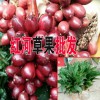 產(chǎn)區(qū)草果小苗哪里好#云南草果紅河哪里有苗賣