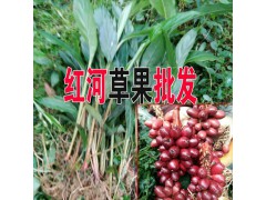 產(chǎn)區(qū)草果小苗哪里好#云南草果紅河哪里有苗賣圖2