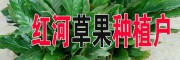 今日草果銷售價(jià)格是多少?