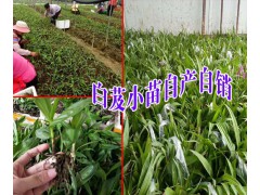 藥材白芨種苗+白芨種植直播苗哪里有賣(mài)?圖1