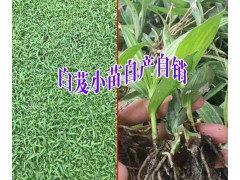 藥材白芨種苗+白芨種植直播苗哪里有賣(mài)?圖2